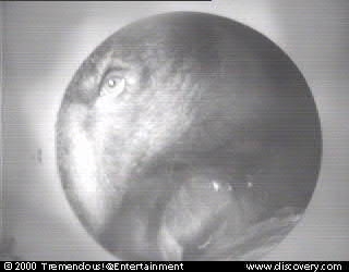 bear(3-30-00 - B24).jpg